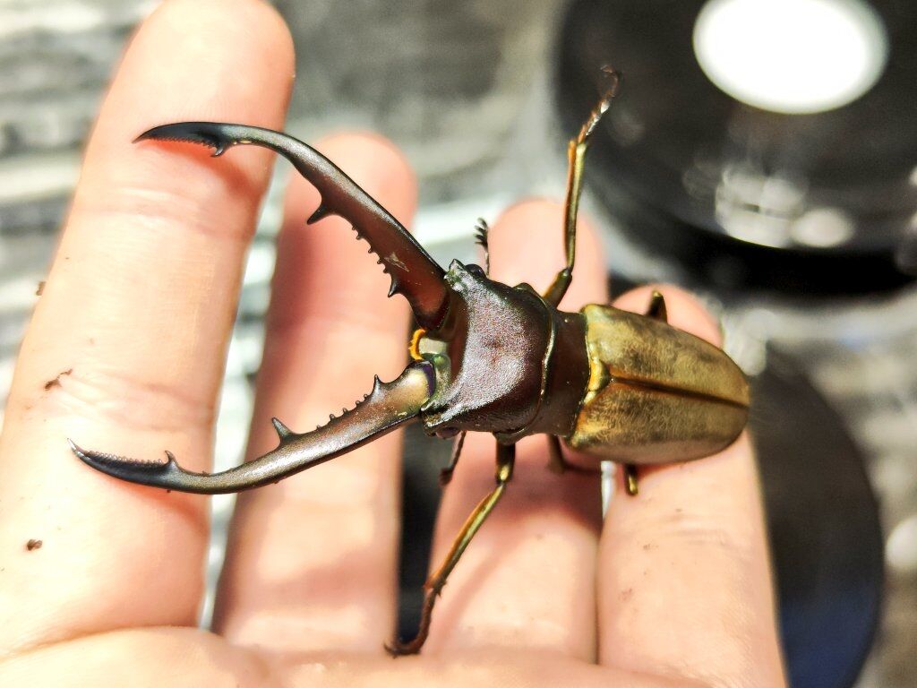 モンタネルスホソアカクワガタ 飼育記 2022-2023 完 : コガネムシ上科の家