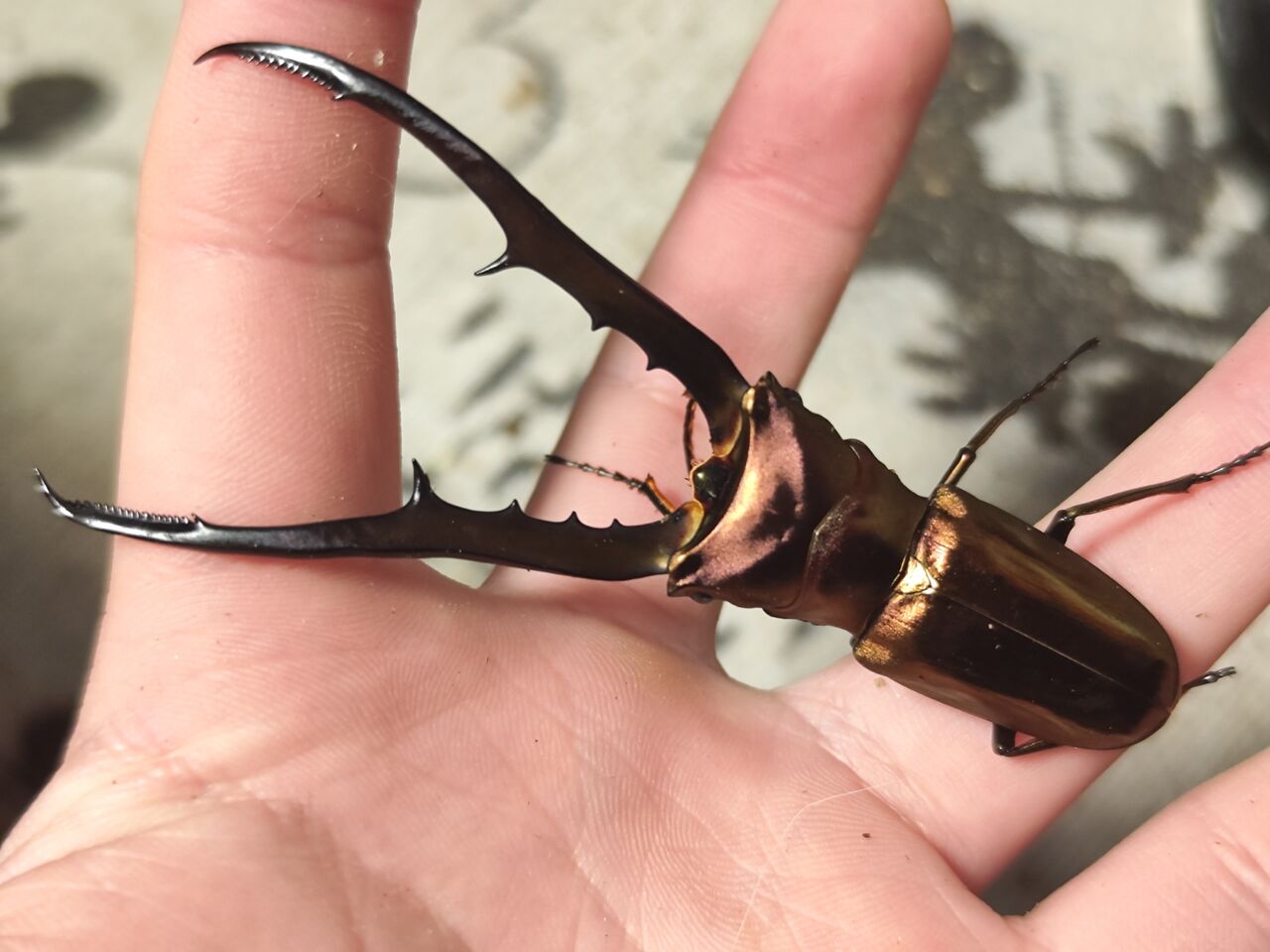 ペレン島産メタリフェルホソアカクワガタ 2023-2024 : コガネムシ上科の家