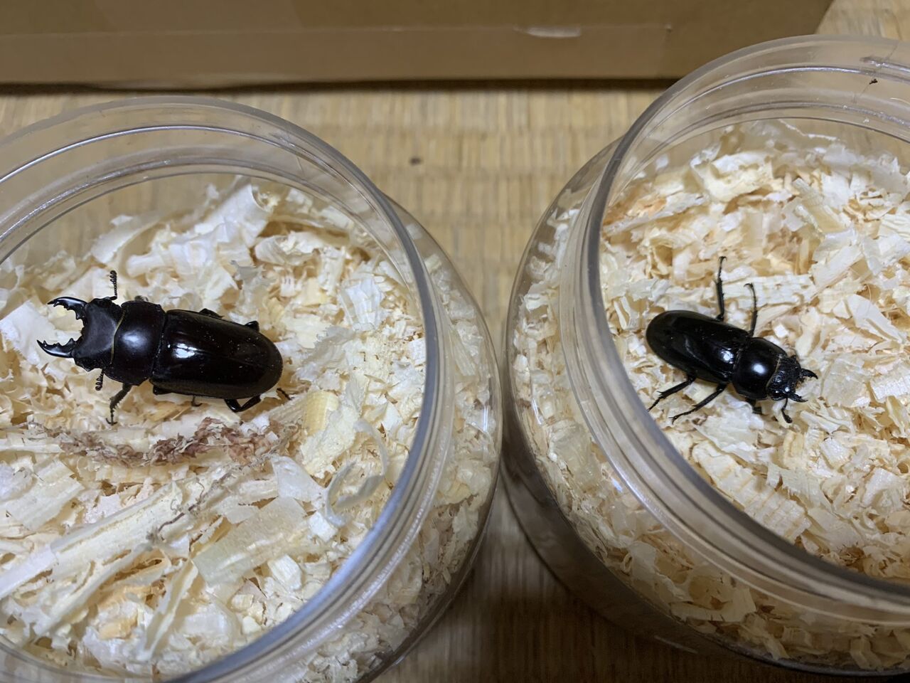 ルマウィノコギリクワガタ 飼育記 : コガネムシ上科の家