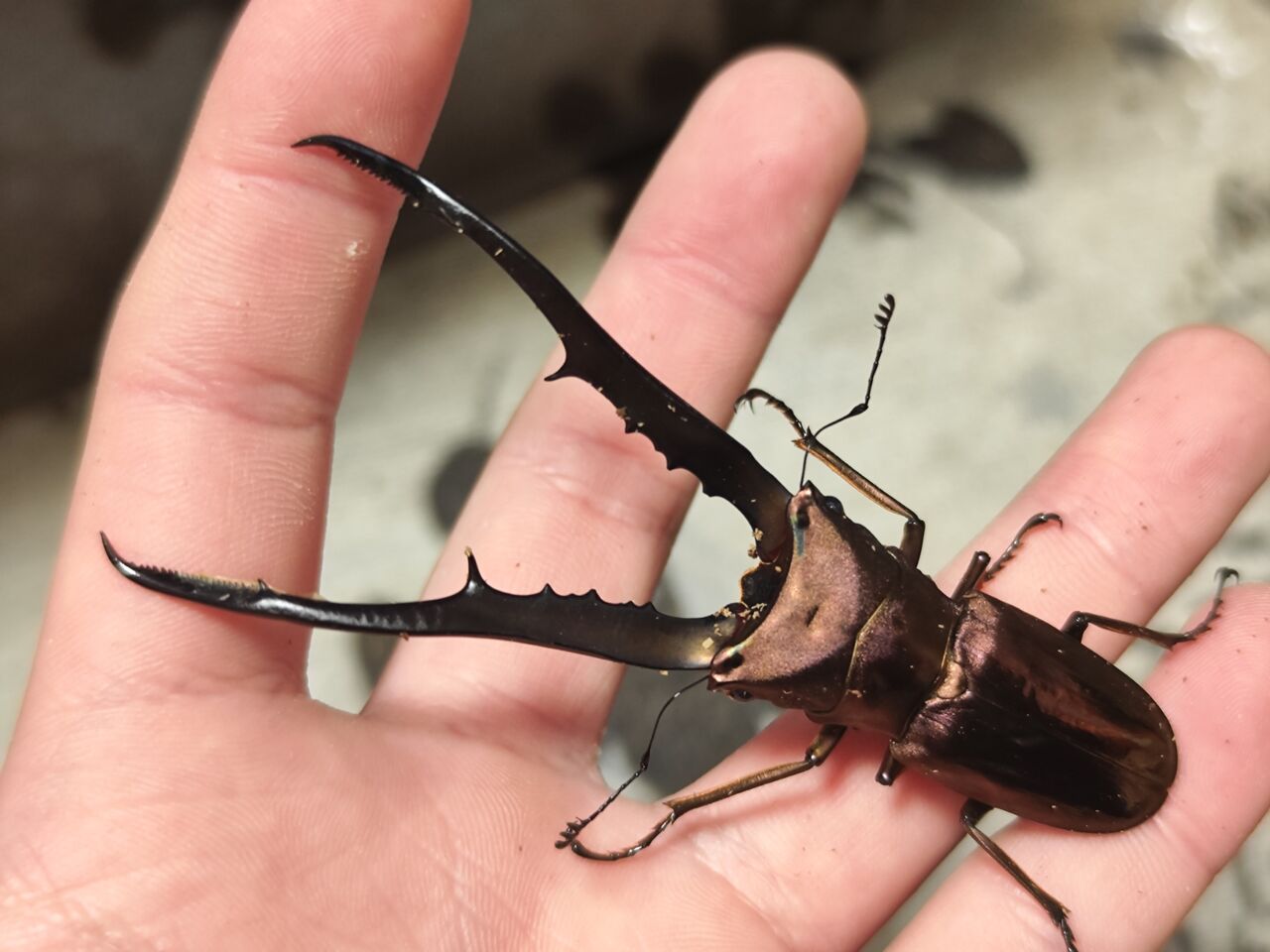 ペレン島産メタリフェルホソアカクワガタ 2023-2024 : コガネムシ上科の家