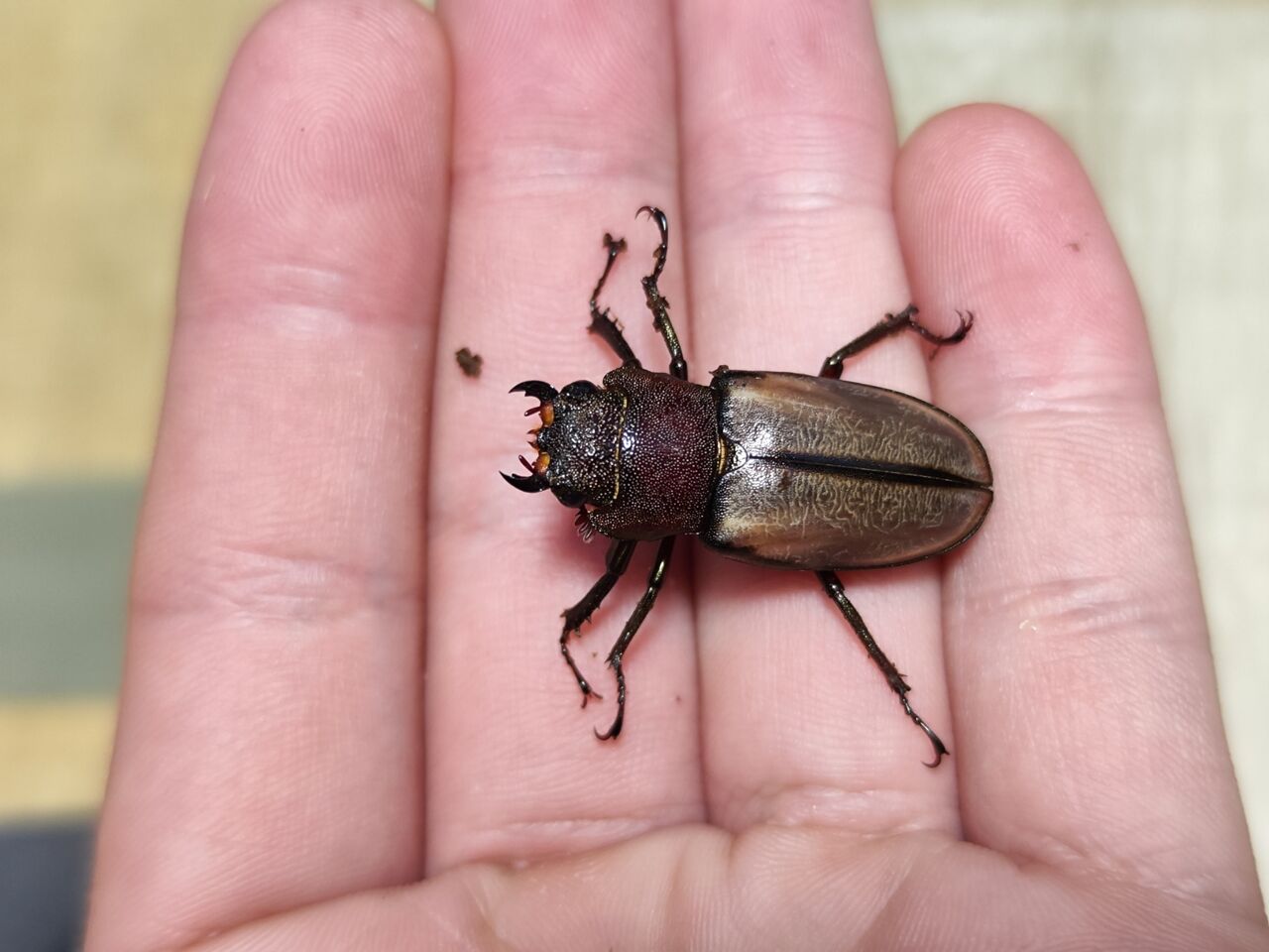 チュウホソアカクワガタ 飼育記 2022-2023 完 : コガネムシ上科の家