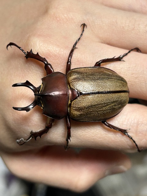 マルガリータヒナカブト飼育記 : コガネムシ上科の家