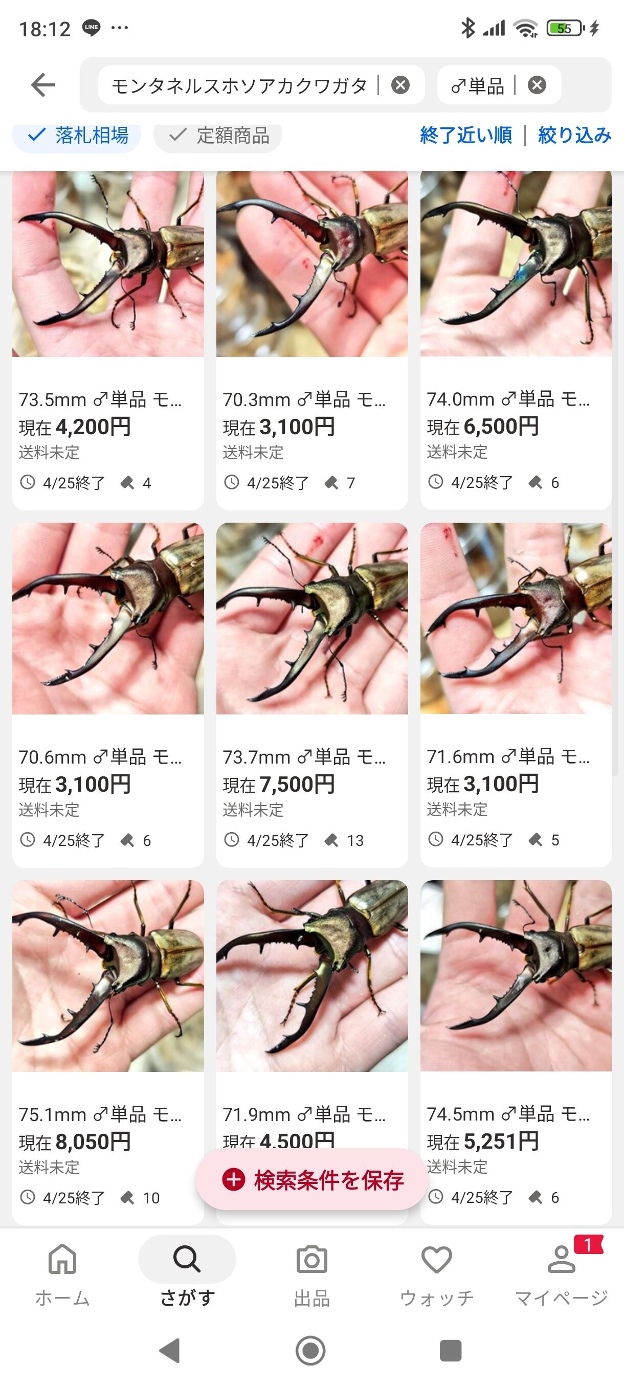 モンタネルスホソアカクワガタ 飼育記 2023-2025 : コガネムシ上科の家
