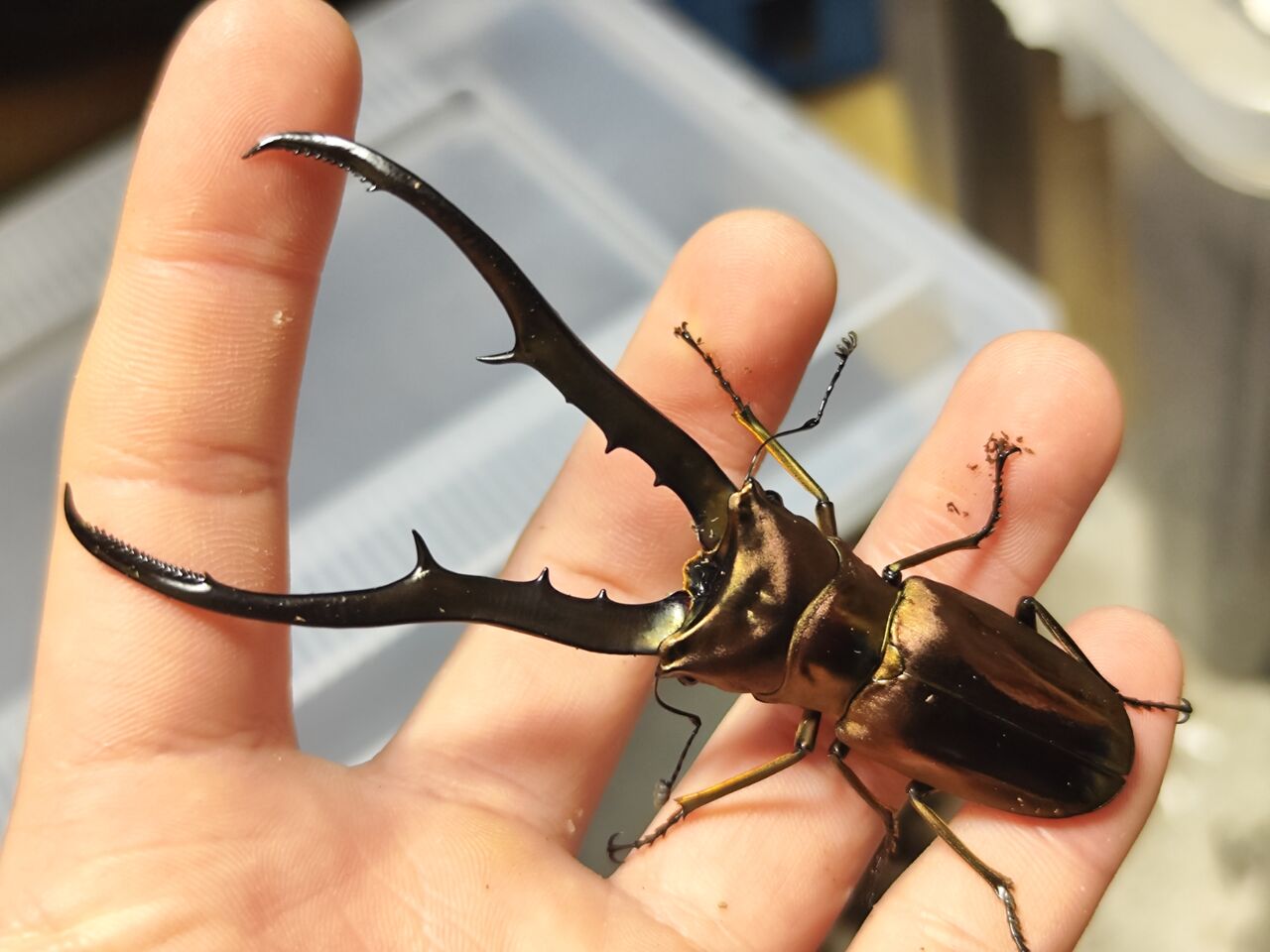 ペレン島産メタリフェルホソアカクワガタ 2023-2024