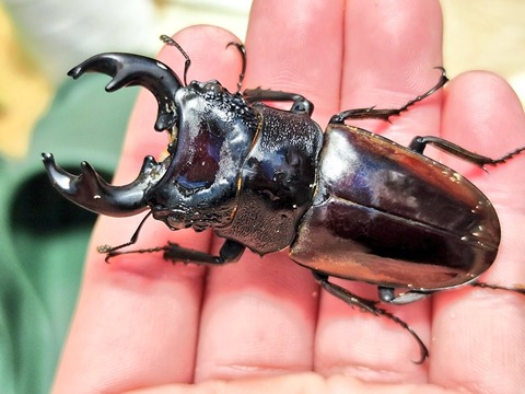 ルマウィノコギリクワガタ 飼育記 : コガネムシ上科の家