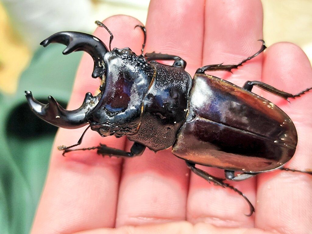 ルマウィノコギリクワガタ 飼育記 : コガネムシ上科の家 ルマウィノコギリクワガタ 飼育記 : コガネムシ上科の家