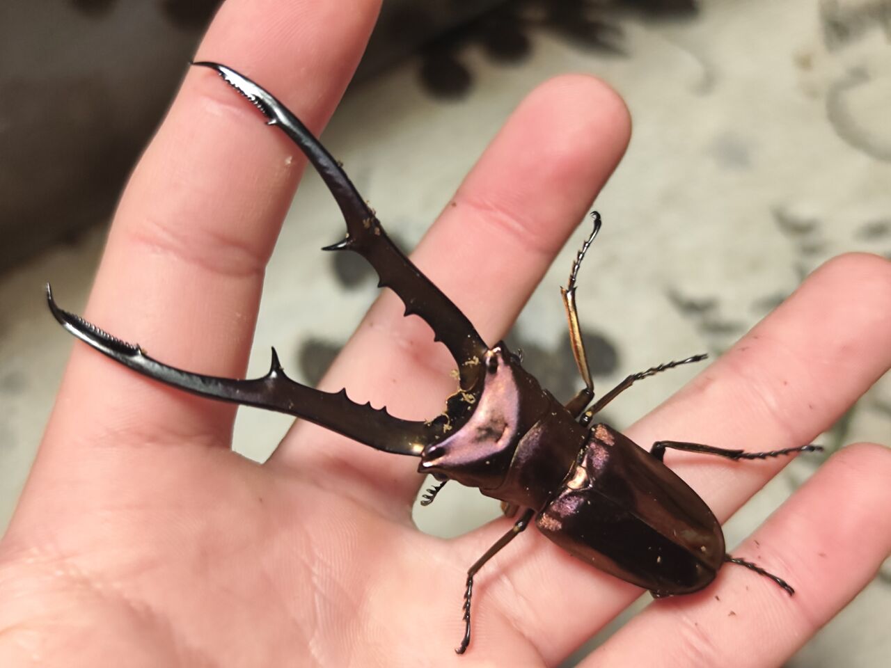 標本】メタリフェルホソアカクワガタ パープル ペレン島産 72.9