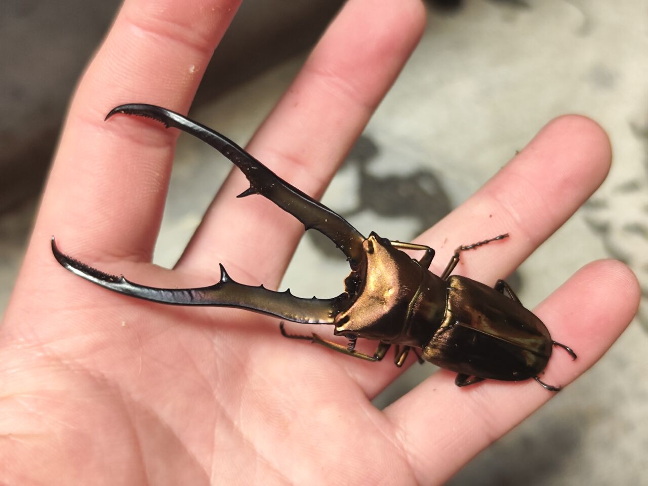 ペレン島産メタリフェルホソアカクワガタ 2023-2024 : コガネムシ上科の家