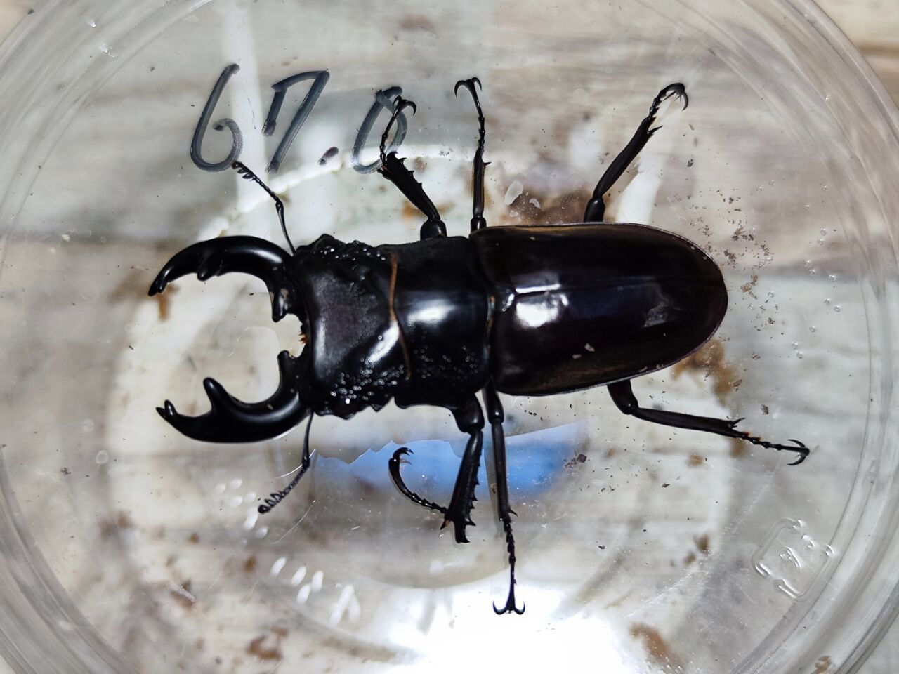ルマウィノコギリクワガタ 飼育記 : コガネムシ上科の家