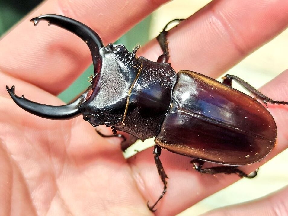 ルマウィノコギリクワガタ 飼育記 : コガネムシ上科の家