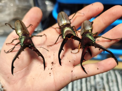 モンタネルスホソアカクワガタ 飼育記 2022-2023 完 : コガネムシ上科の家