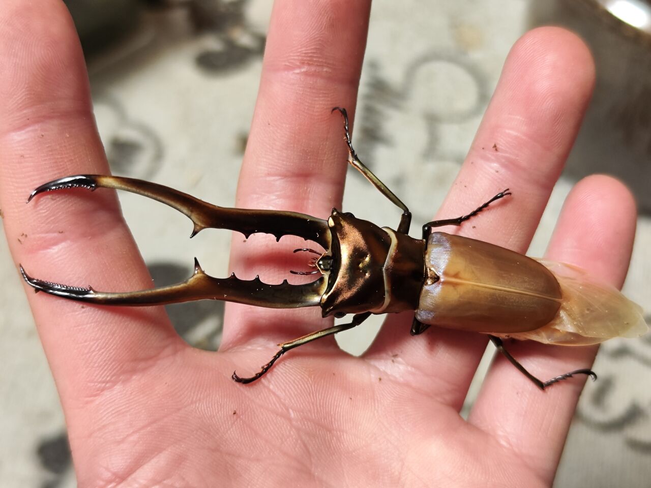 特大メタリフェルホソアカクワガタ　ペレン島 最大亜種 ペレン島! パープル/メタリフェルホソアカ 成虫♂50~85mmUP