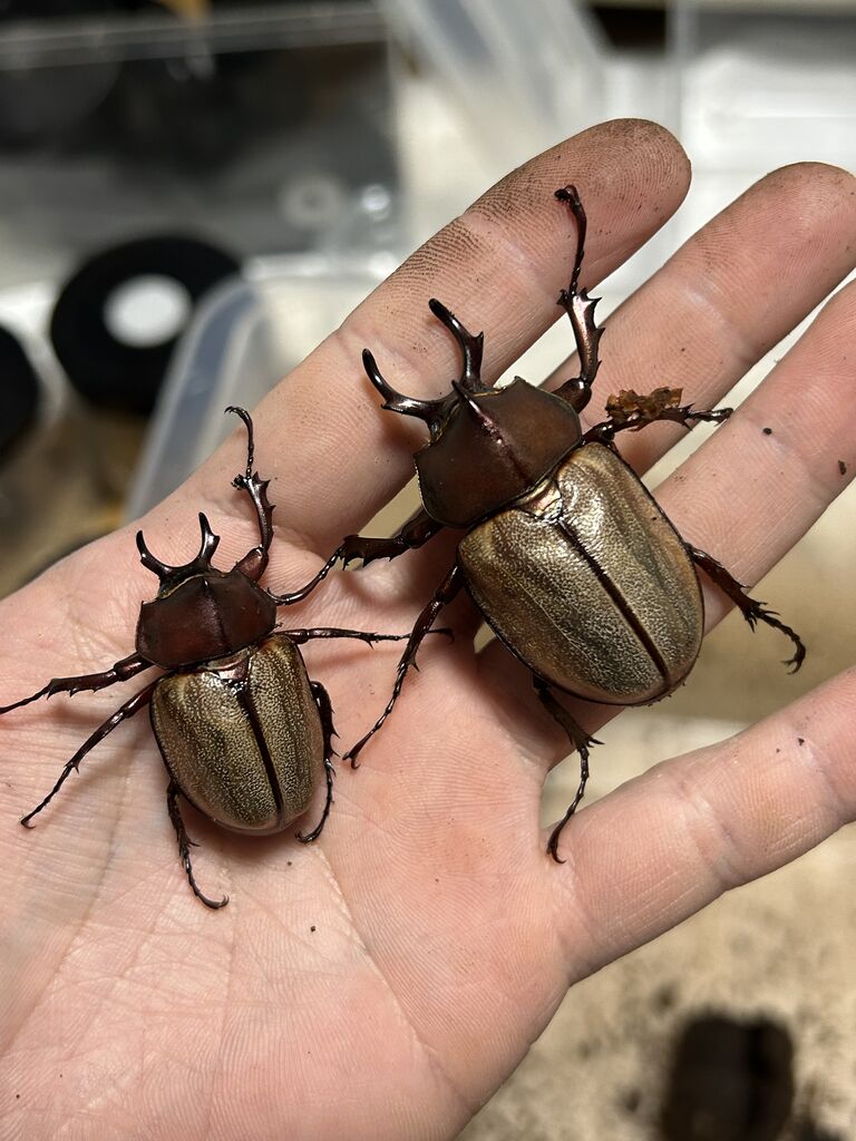 マルガリータヒナカブト飼育記 : コガネムシ上科の家