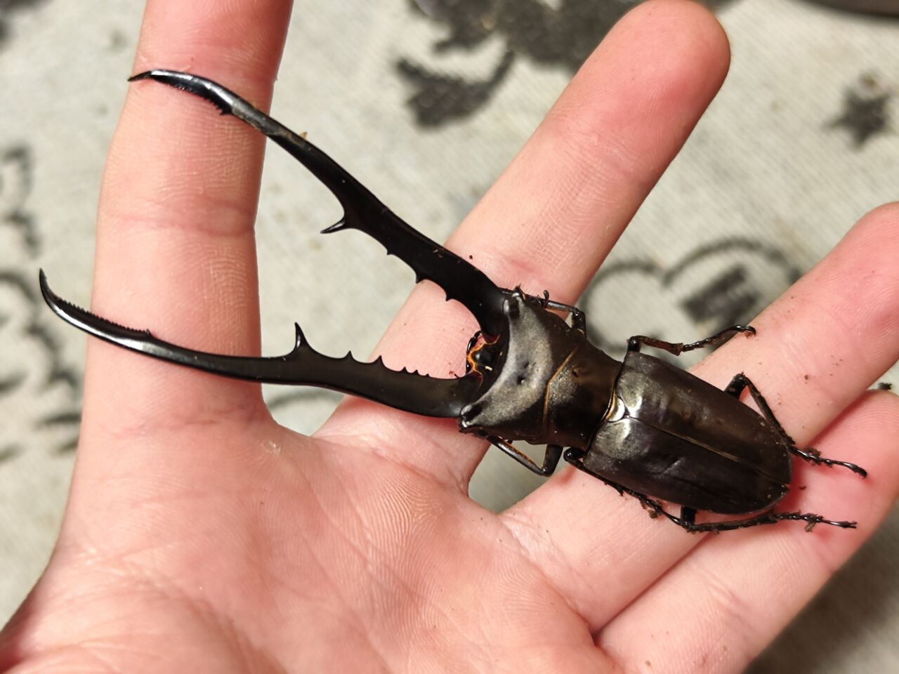 ペレン島産メタリフェルホソアカクワガタ 2023-2024