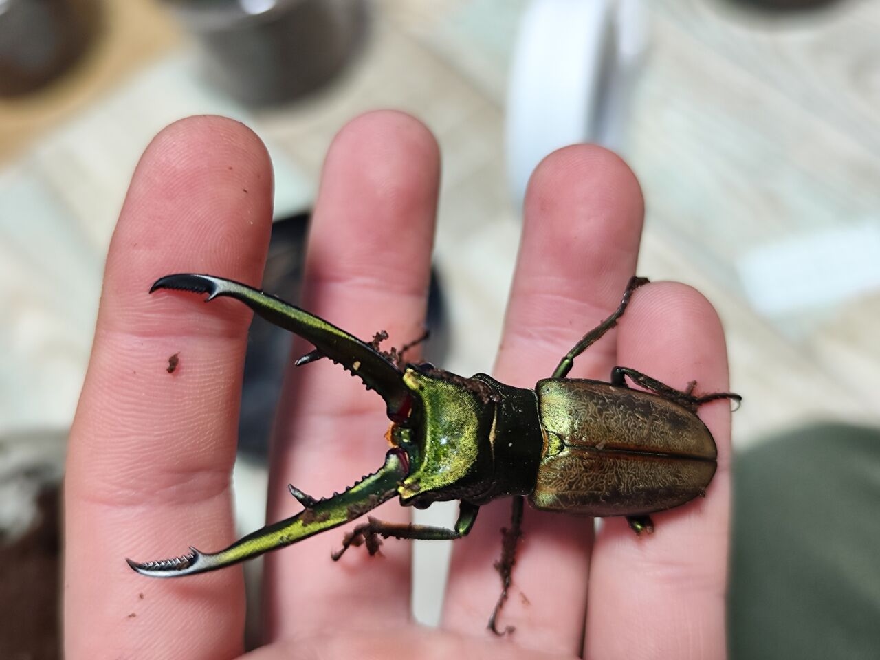 チュウホソアカクワガタ 飼育記 2022-2023 完 : コガネムシ上科の家