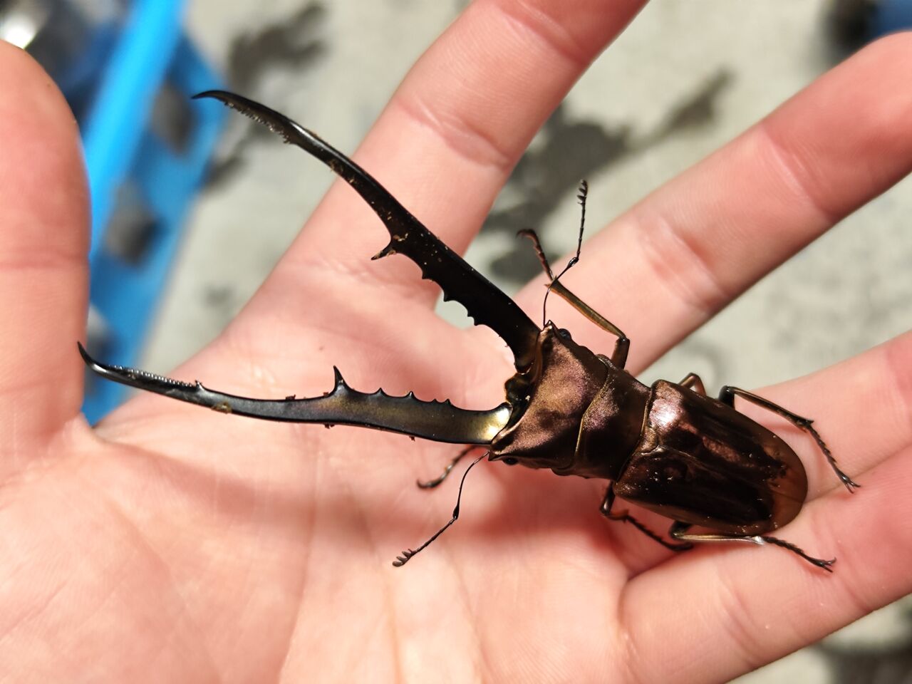ペレン島産メタリフェルホソアカクワガタ 2023-2024 : コガネムシ上科の家