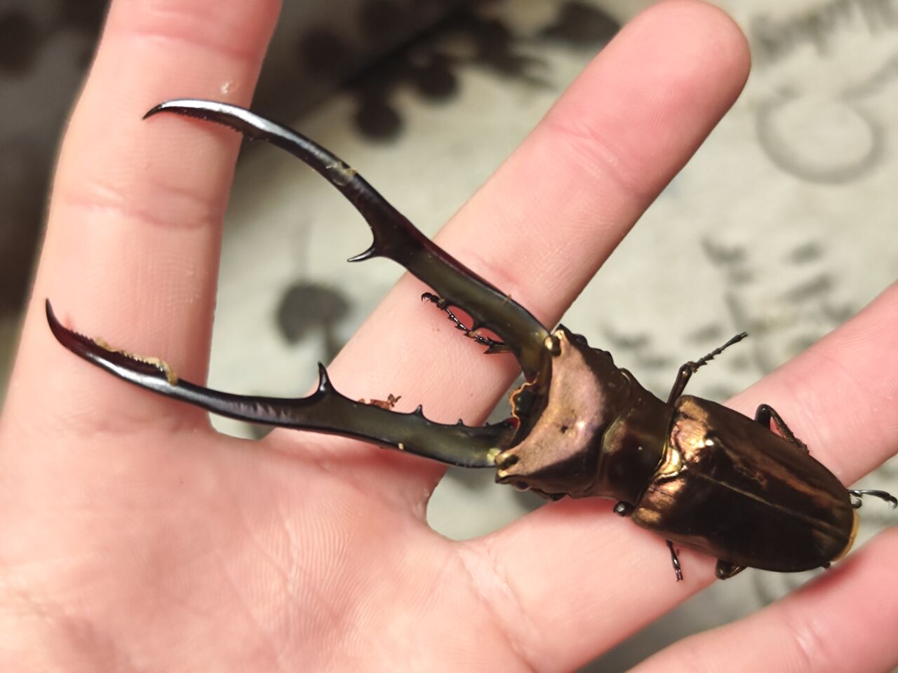 ペレン島産メタリフェルホソアカクワガタ 2023-2024 : コガネムシ上科の家