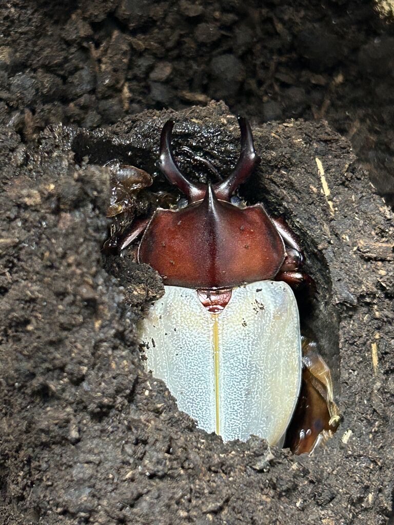 マルガリータヒナカブト飼育記 : コガネムシ上科の家