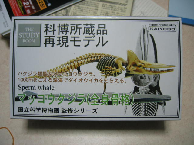 科博所蔵品再現モデル マッコウクジラ 全身骨格 Jam Tomorrow 科博所蔵品再現モデル マッコウクジラ 全身骨格 Jam Tomorrow