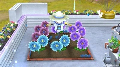 畑 新しいタネから咲くガーベラの花たち ひづきのもっさりドラクエ10ブログ