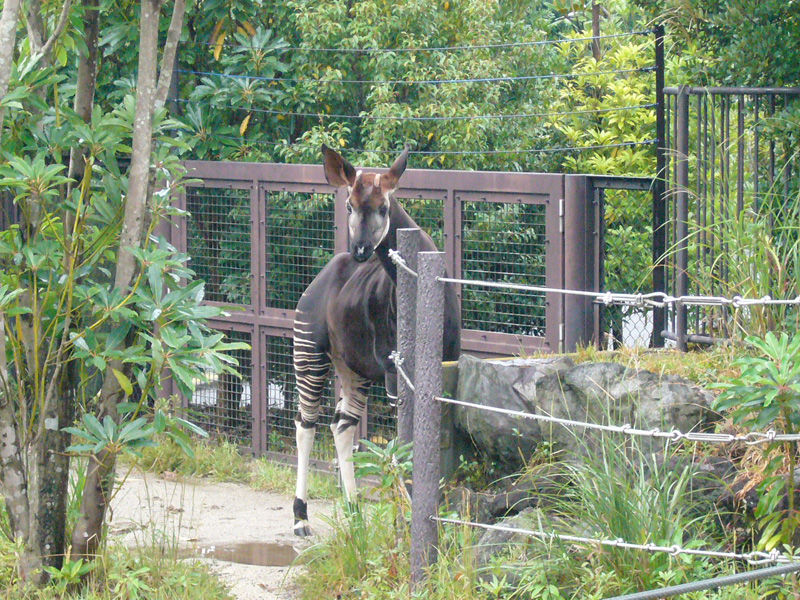 よこはま動物園ズーラシアとオカピ 昭和クッキー大演説