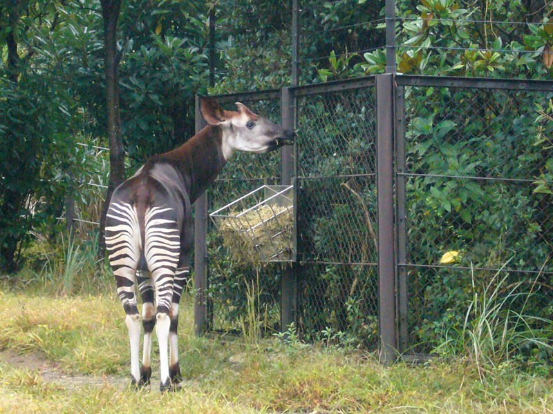 よこはま動物園ズーラシアとオカピ 昭和クッキー大演説