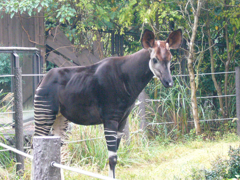 よこはま動物園ズーラシアとオカピ 昭和クッキー大演説