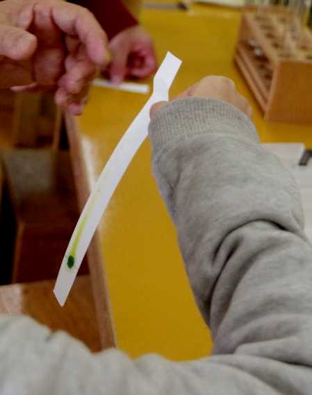 葉の緑色を分けるクロマトグラフィー 葉脈標本作り タラヨウの葉で手紙を書く 小学校理科教材ヒント
