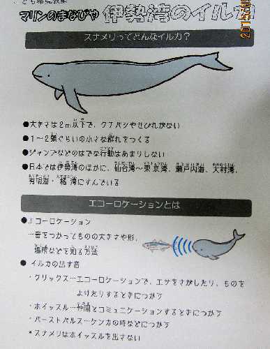 伊勢湾のイルカとなかよくなって海を学ぶ 小学校理科教材ヒント