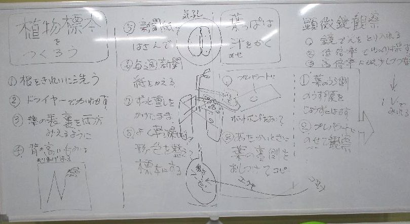 植物標本づくり と 気孔の顕微鏡観察 小学校理科教材ヒント 植物標本づくり と 気孔の顕微鏡観察 小学校理科教材ヒント