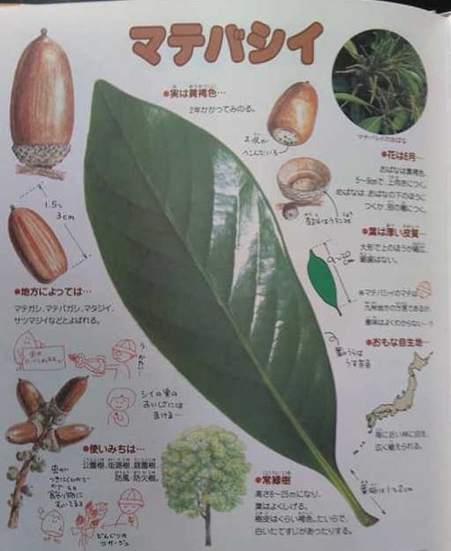 48364789_2699492496856328_1787441431544070144_n