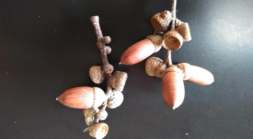 千里が丘小理科クラブ どんぐり笛 12 17 科学サークル大黒屋