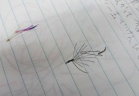 アザミの観察スケッチと簡単顕微鏡工作 小学校理科教材ヒント