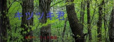キツツキ6s