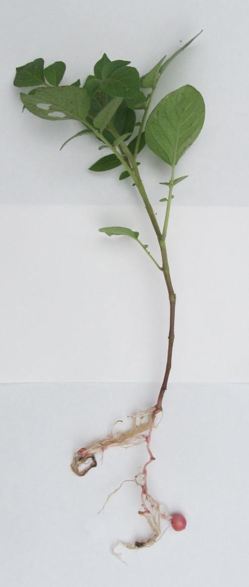 理科支援 植物の水の通り道 6年生6 22 科学サークル大黒屋 理科支援 植物の水の通り道 6年生6 22 科学サークル大黒屋