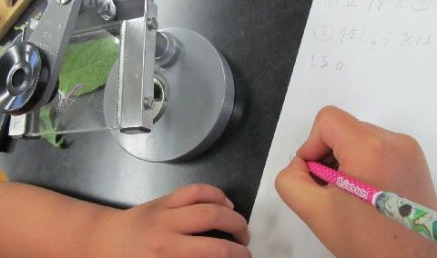 アザミの観察スケッチと簡単顕微鏡工作 小学校理科教材ヒント