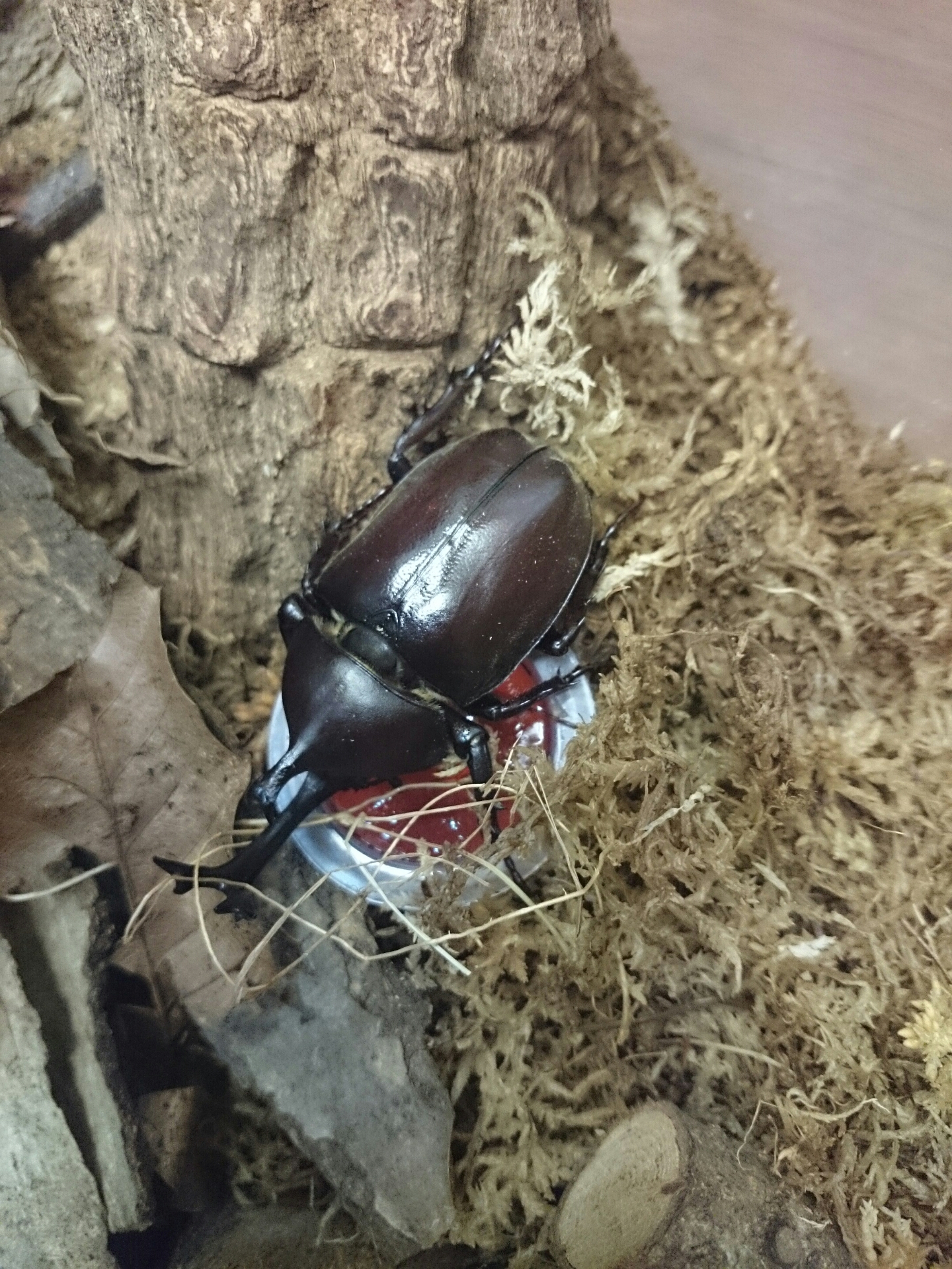 カブトムシ クワガタ 16 シーン ホーム ファクトリー リフォーム日記 0