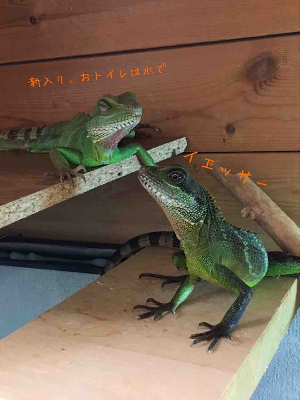 ウォータードラゴンのおトイレ事情 うふぅの生き物独り言ブログ