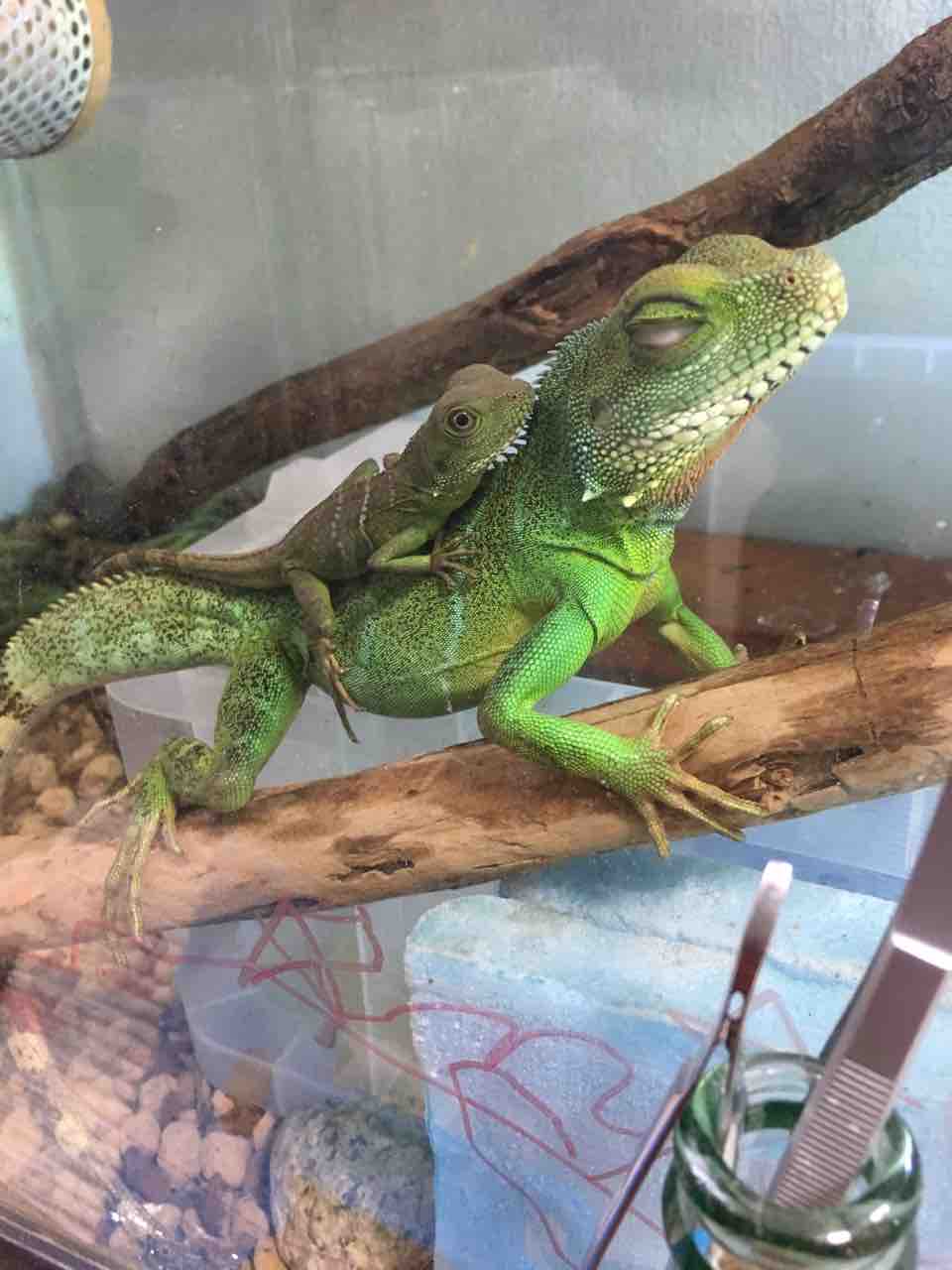 ウォータードラゴンベビーの超簡易環境 うふぅの生き物独り言ブログ ウォータードラゴンベビーの超簡易環境 うふぅの生き物独り言ブログ