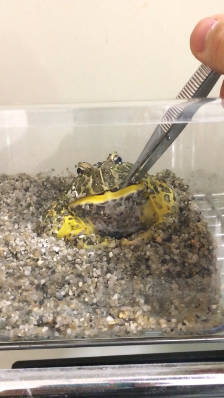 生き物 うふぅの生き物独り言ブログ 生き物 うふぅの生き物独り言ブログ
