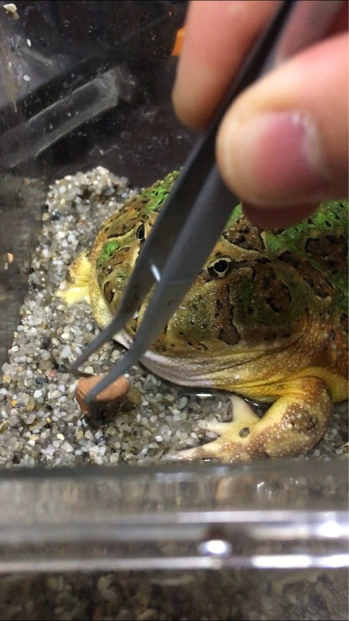 生き物 うふぅの生き物独り言ブログ 生き物 うふぅの生き物独り言ブログ