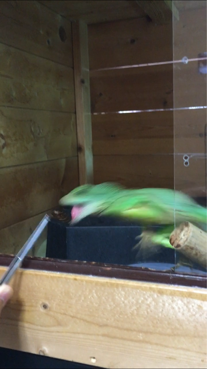 インドシナウォータードラゴンはいいトカゲ うふぅの生き物独り言ブログ インドシナウォータードラゴンはいいトカゲ うふぅの生き物独り言ブログ
