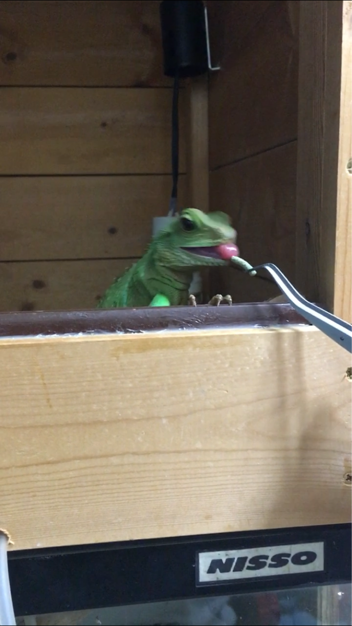 インドシナウォータードラゴンはいいトカゲ うふぅの生き物独り言ブログ インドシナウォータードラゴンはいいトカゲ うふぅの生き物独り言ブログ
