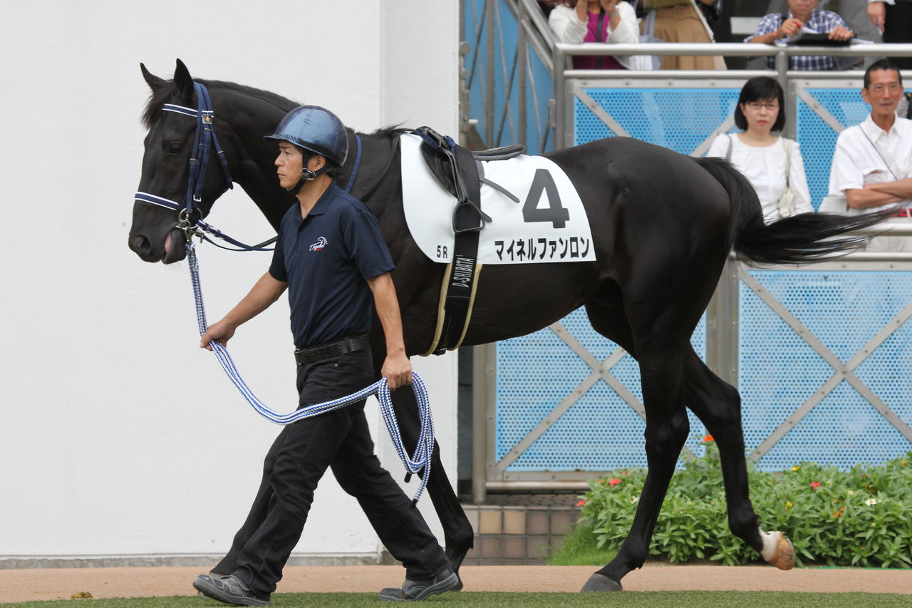 マイネルファンロン 9月16日 中山5r2歳新馬 2着 東京優駿を勝つまで マイネルファンロン 9月16日 中山5r2歳新馬 2着 東京優駿を勝つまで