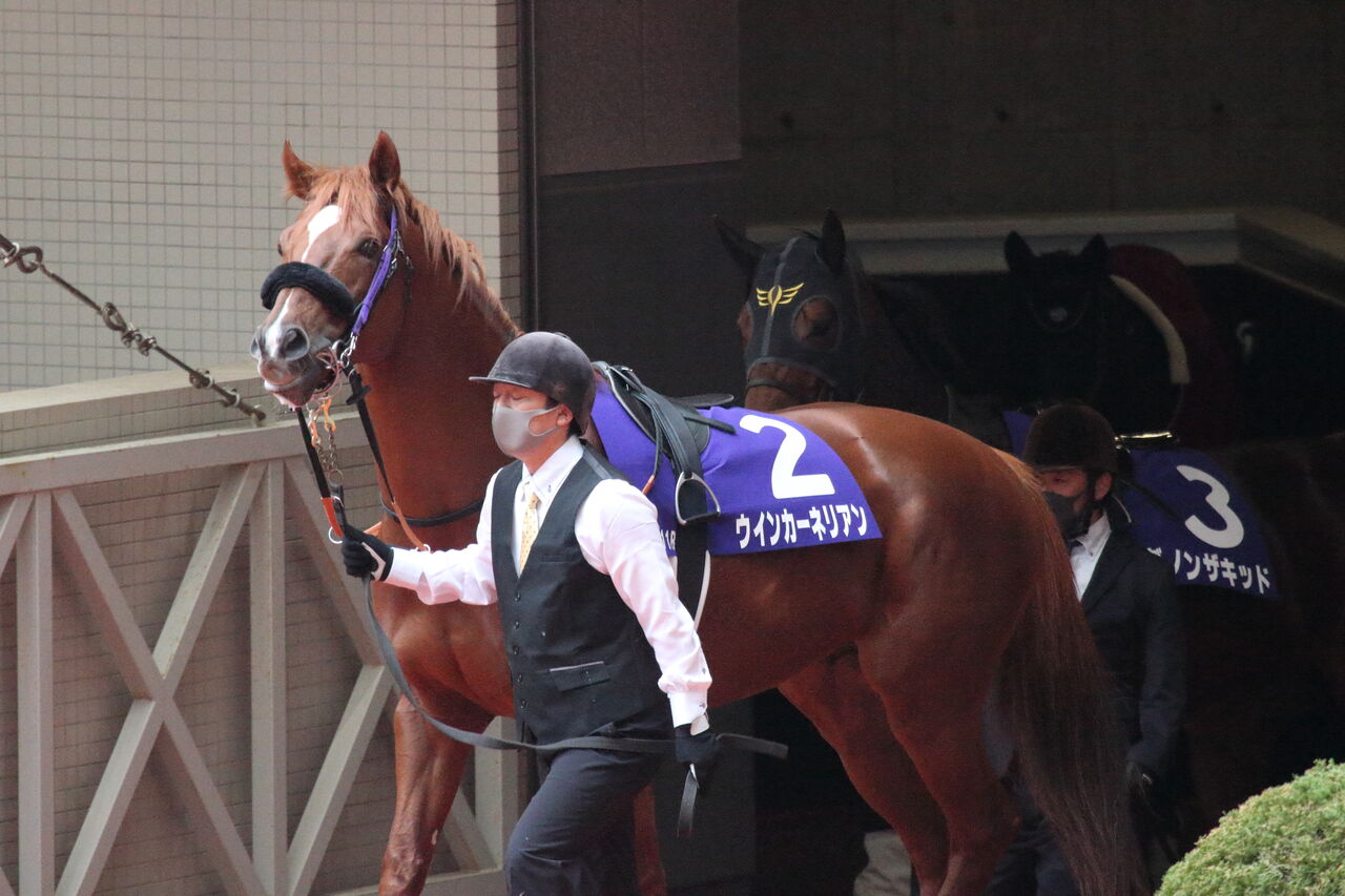 東京優駿を勝つまで ウインカーネリアン 11月20日 阪神11Rマイルチャンピオンシップ 12着 コメント しいいいん
