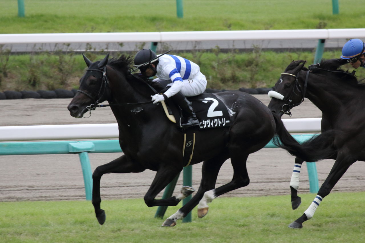 一口出資馬 19年9月度戦績 東京優駿を勝つまで 一口出資馬 19年9月度戦績 東京優駿を勝つまで