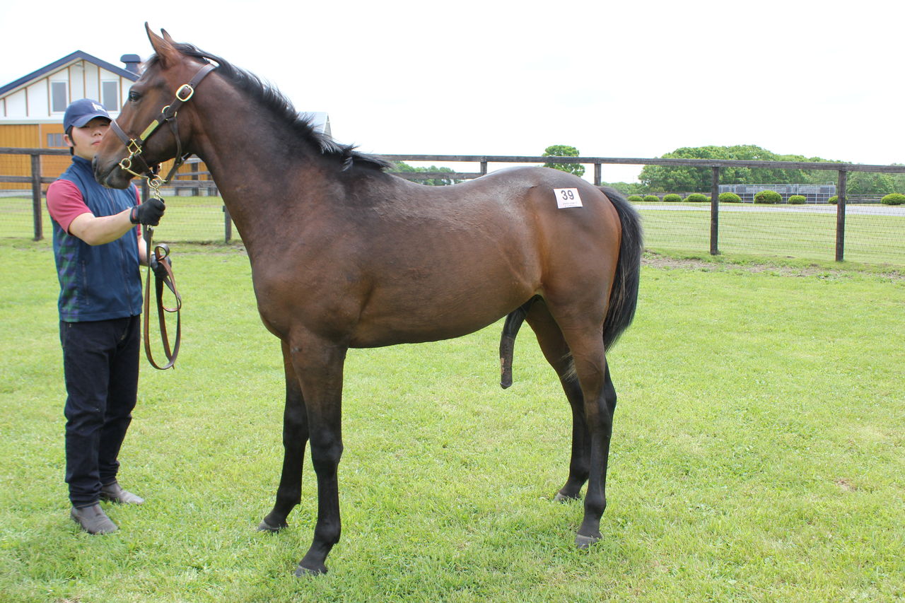 18年度社台グループ募集ツアー 6月10日 早来f 牡馬編 東京優駿を勝つまで 18年度社台グループ募集ツアー 6月10日 早来f 牡馬編 東京優駿を勝つまで