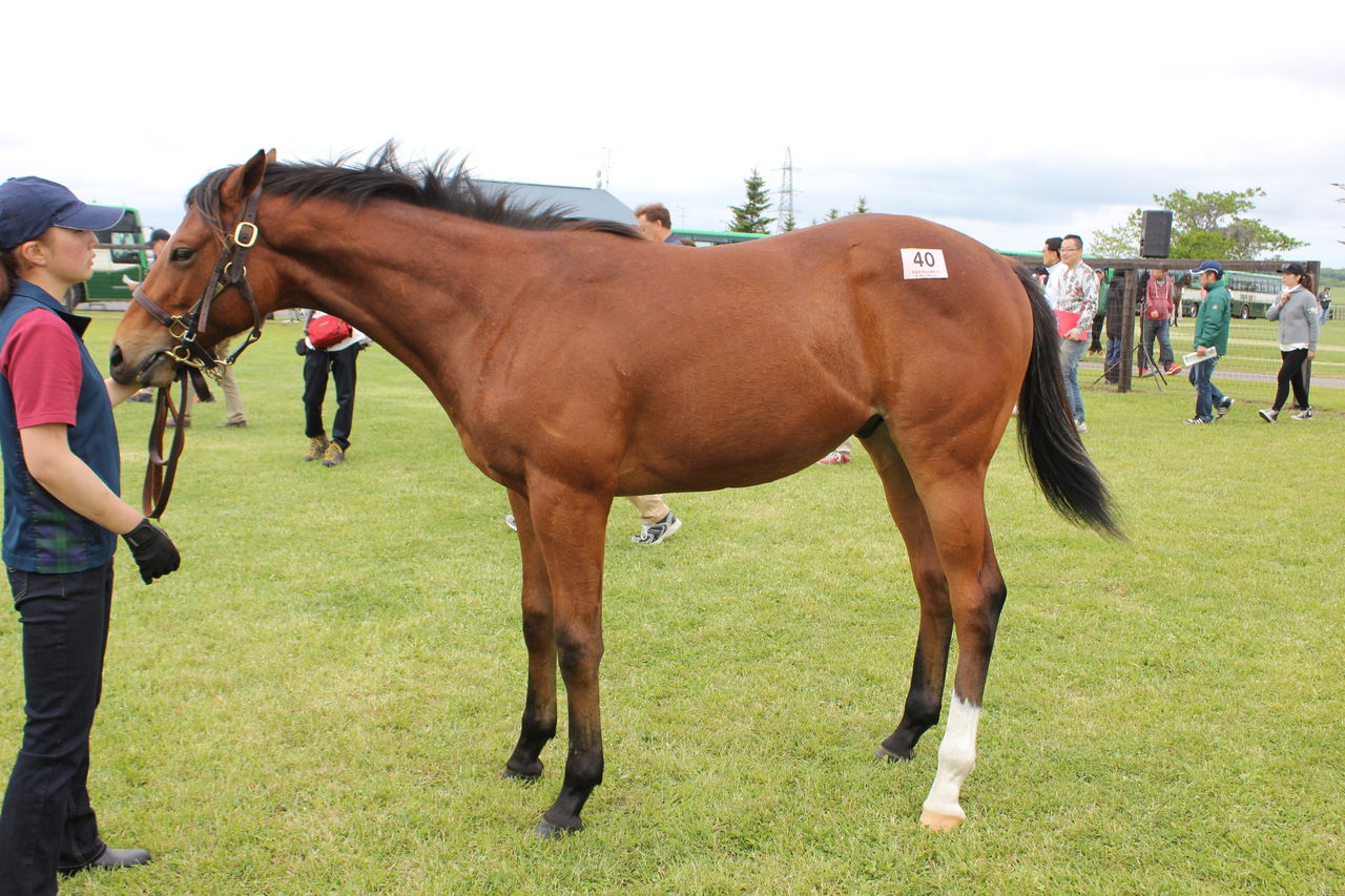 18年度社台グループ募集ツアー 6月10日 早来f 牡馬編 東京優駿を勝つまで 18年度社台グループ募集ツアー 6月10日 早来f 牡馬編 東京優駿を勝つまで