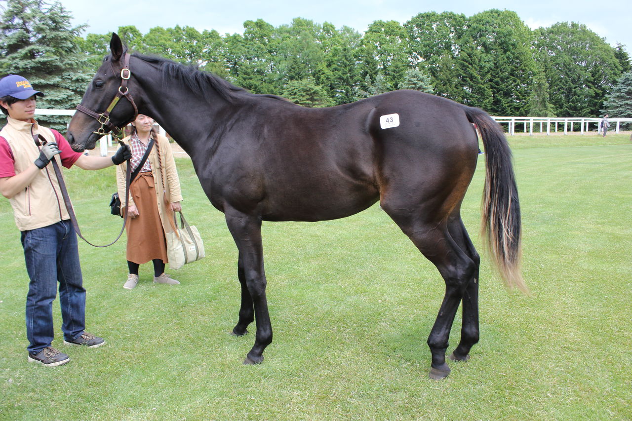 19年度社台グループ募集ツアー 6月8日 社台f 関西牝馬編 東京優駿を勝つまで