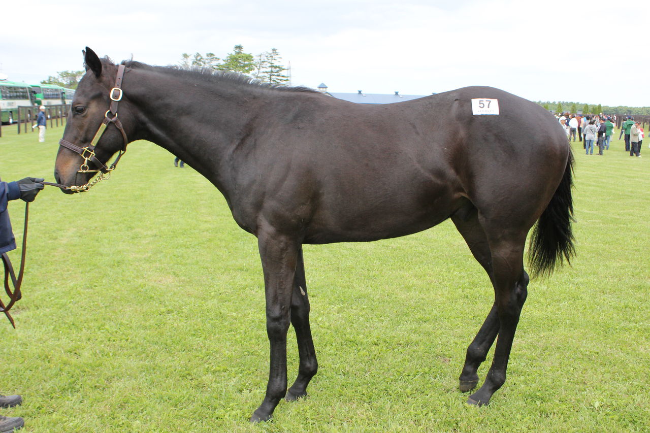 16年度社台募集馬 最終判断 ラヴズオンリーミーの15 東京優駿を勝つまで
